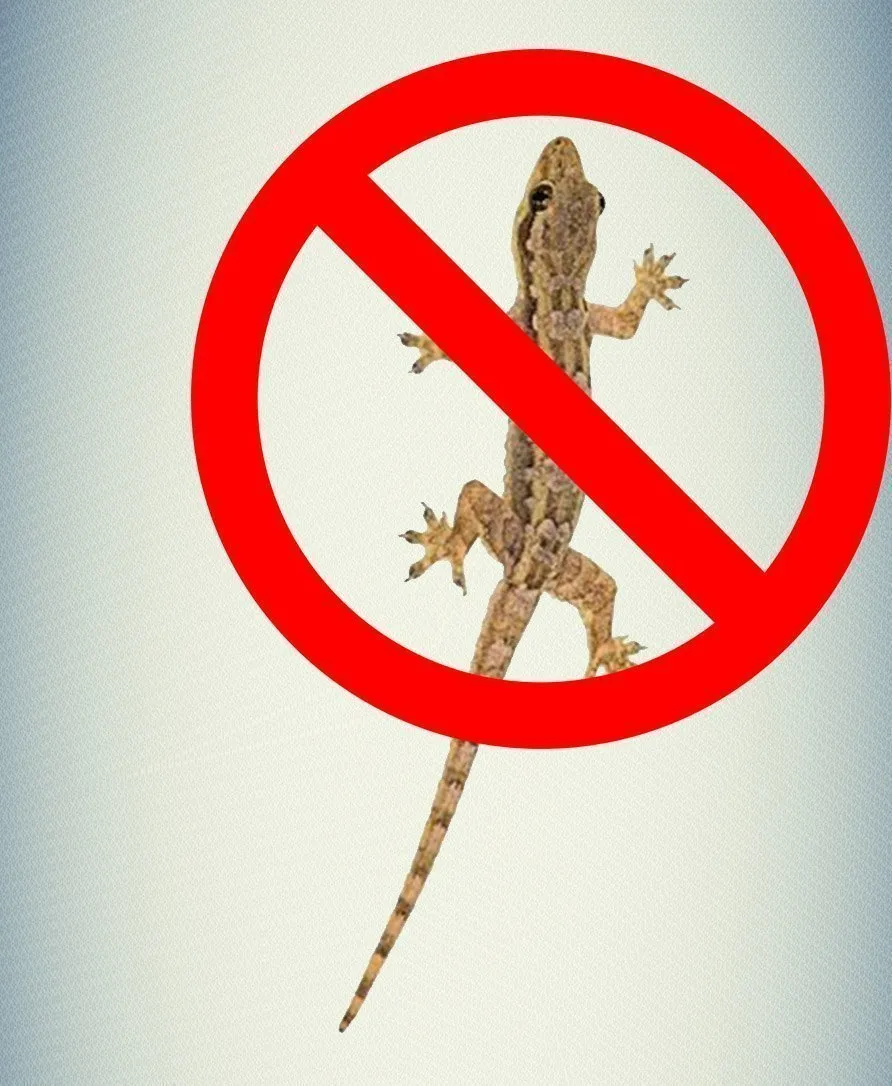 Lizard Control